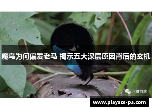 魔鸟为何偏爱老马 揭示五大深层原因背后的玄机 魔鸟为何偏爱老马 揭示五大深层原因背后的玄机